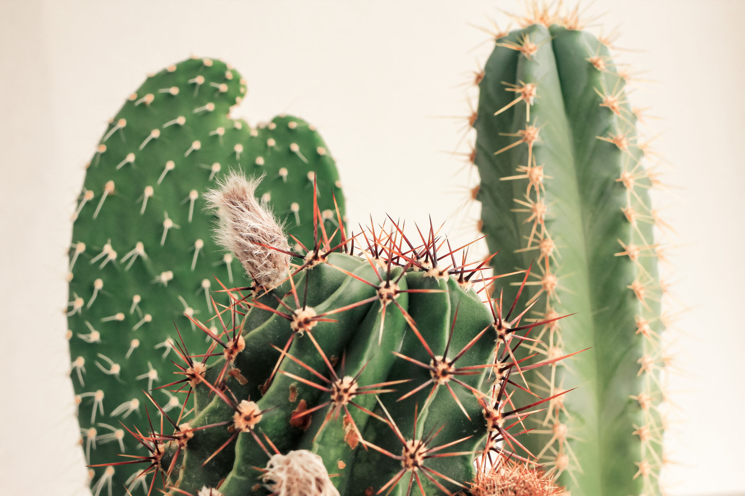 A collection of green cacti with dramatic red spines