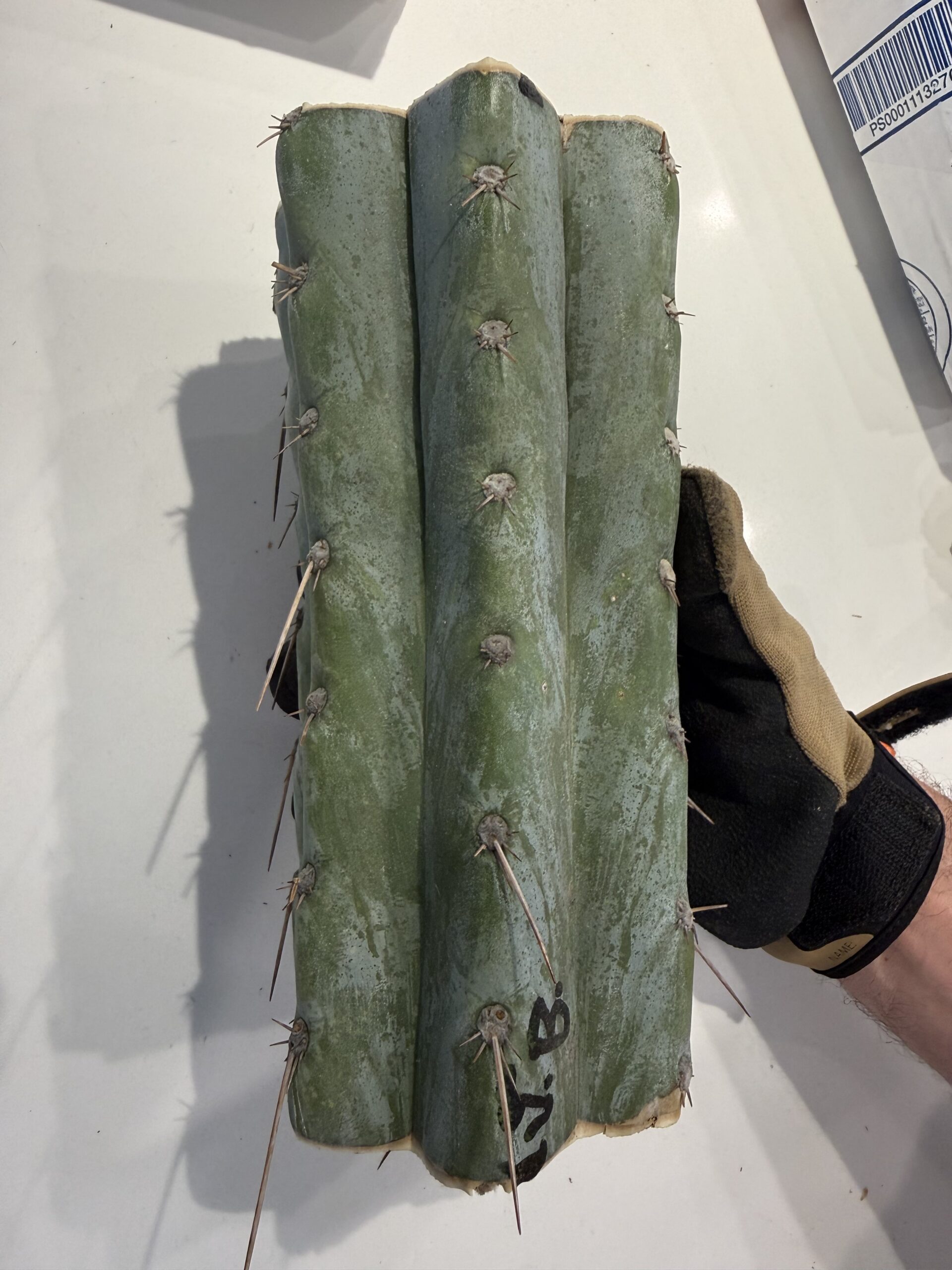Bizarre Botanics community plant 3