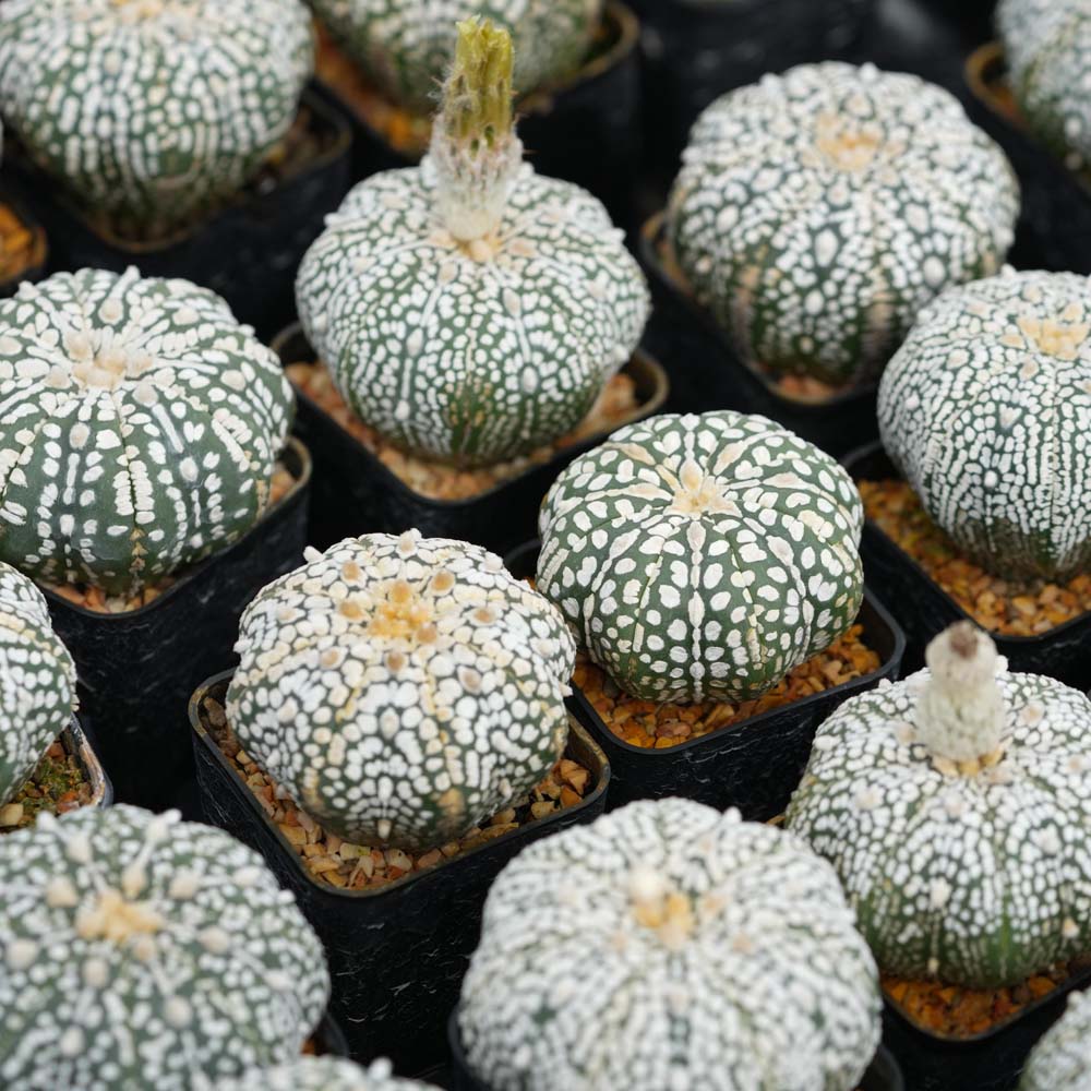 Bizarre Botanics community plant 2