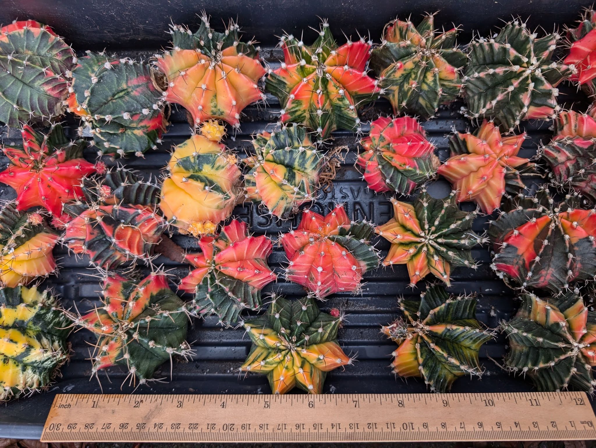 Bizarre Botanics community plant 5