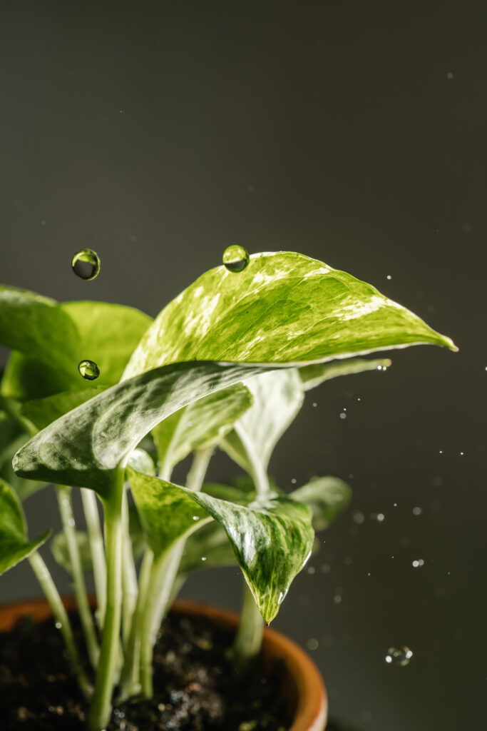 Pothos