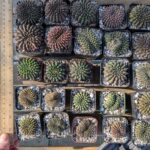 Crested Gymnocalcium Inermis