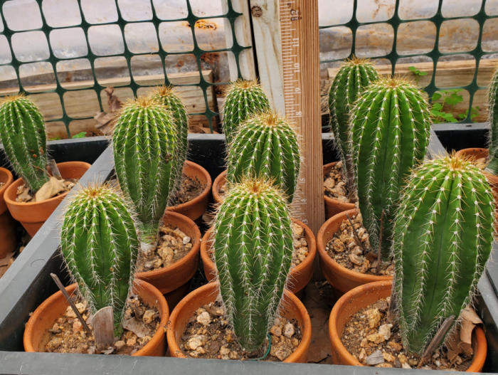 Golden Saguaro - Neobuxbaumia Poluylopha