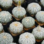 Astrophytum Asterias - Suber Kabutos