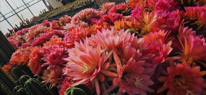 Trichocereus Arbicola x Vareigated Red Grandiflorus cutting - Image 4