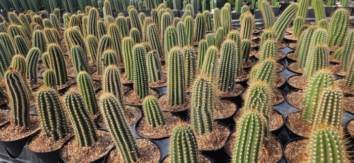 Trichocereus Arbicola x Vareigated Red Grandiflorus cutting - Image 2