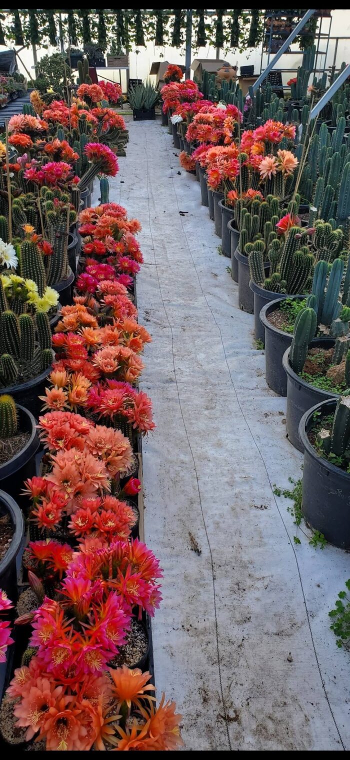 Trichocereus Arbicola x Vareigated Red Grandiflorus cutting - Image 3