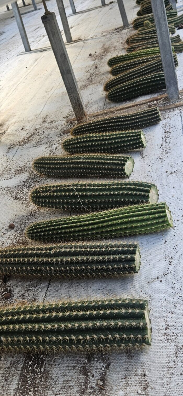 Trichocereus Arbicola x Vareigated Red Grandiflorus cutting
