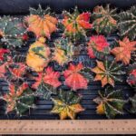 Variegated Gymnocalycium Mihanovichii