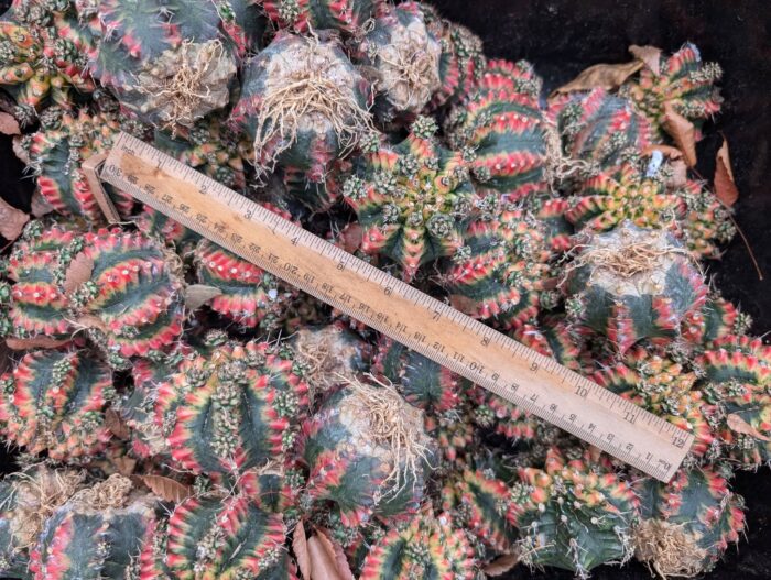 Full Pattern Variegated Gymnos