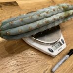 Sharxx Blue Tip Cutting