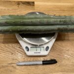 Sharxx Blue Mid Cutting