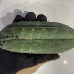 Juanita 6" tip cutting